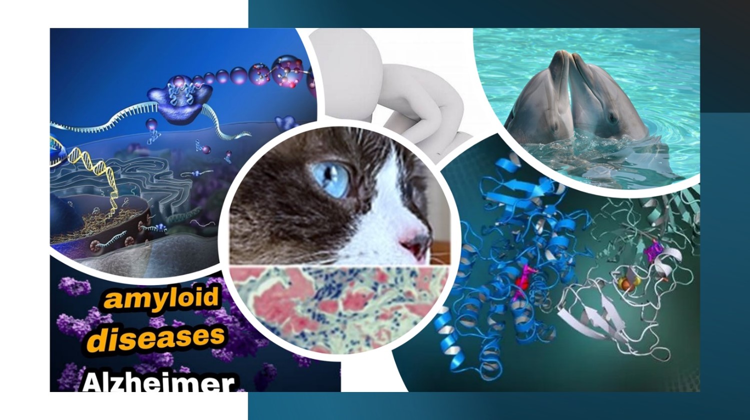 LE AMILOIDOSI: CONFRONTO E NUOVE SFIDE  NELL’AMBITO DELLE MALATTIE PRION-LIKE ANIMALI  E UMANE