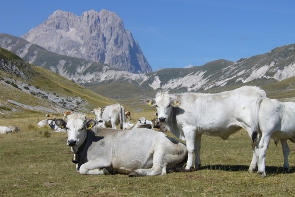 XXIII CONVEGNO DEGLI ISTITUTI ZOOPROFILATTICI SPERIMENTALI SULLE ENCEFALOPATIE SPONGIFORMI TRASMISSIBILI