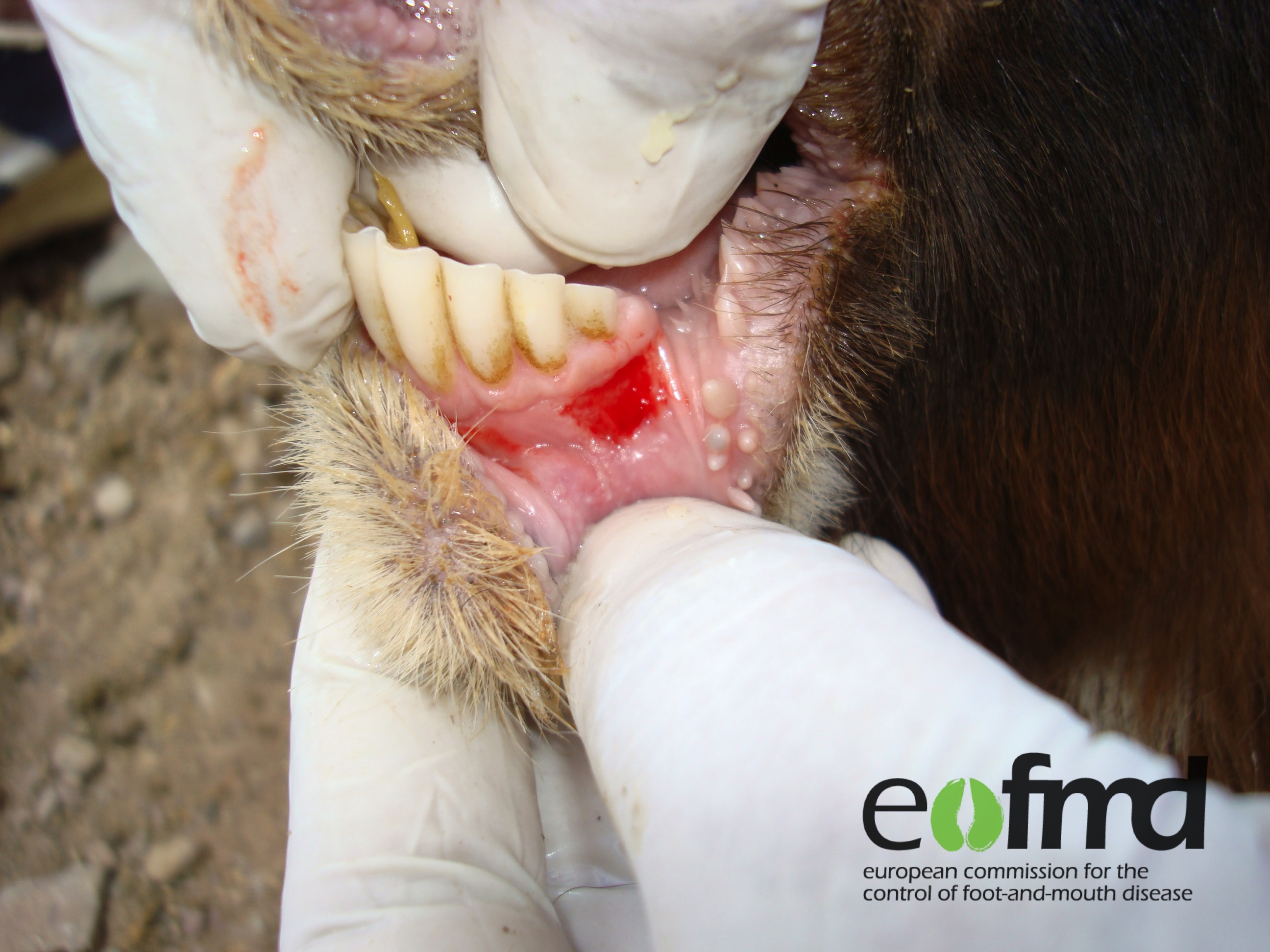 Corso AFTA EPIZOOTICA: AGGIORNAMENTI EPIDEMIOLOGICI E GESTIONE PRATICA DI UN FOCOLAIO IN AZIENDA