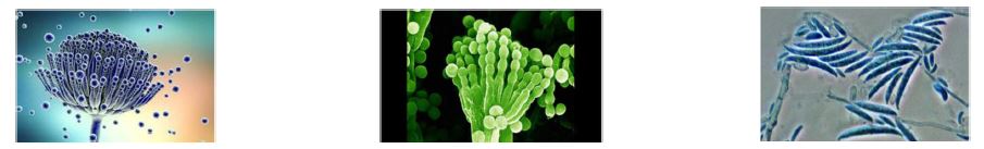 AGGIORNAMENTO NEI CONTROLLI UFFICIALI NELL'AMBITO DELLE MICOTOSSINE E TOSSINE VEGETALI NATURALI NELLA FILIERA AGRO-ALIMENTARE
