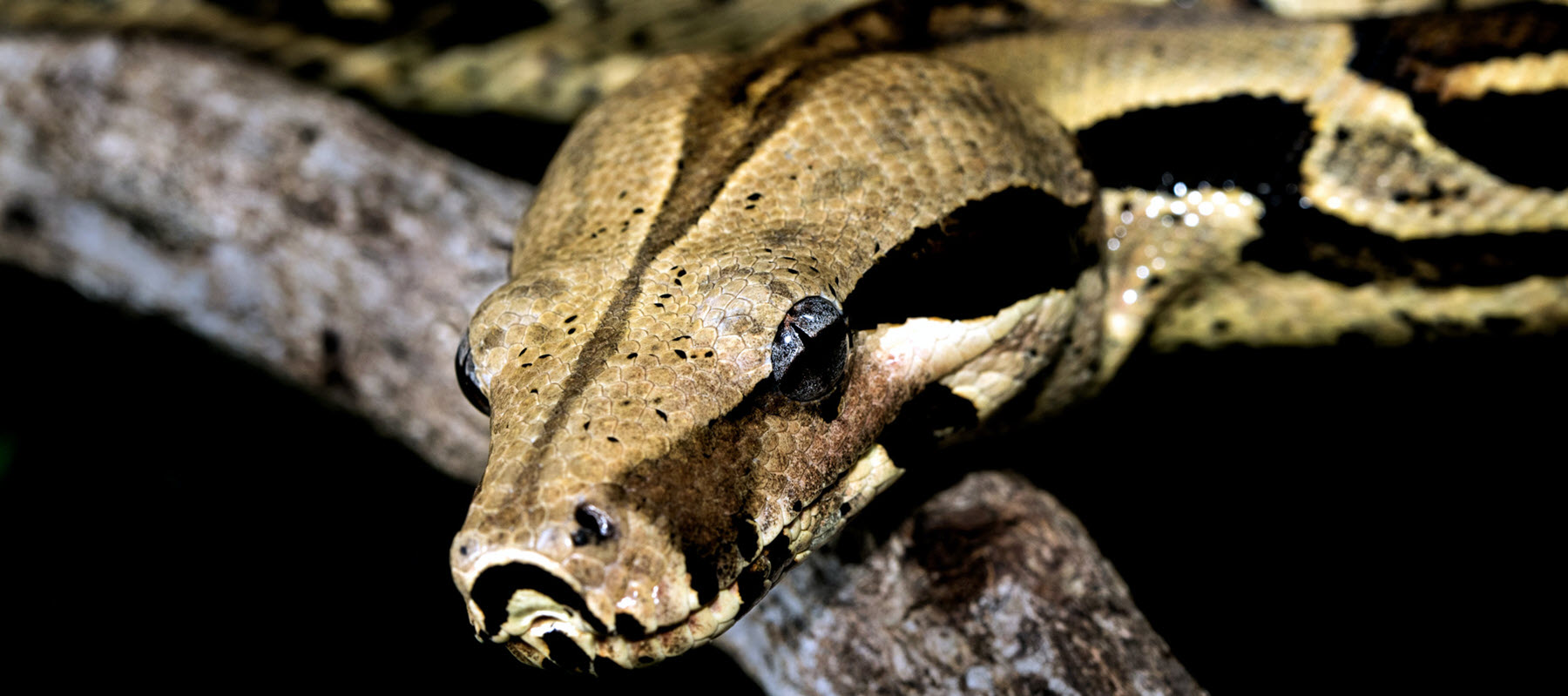 boa-constrictor.jpg
