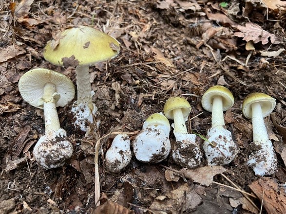 Dal bosco alla tavola, consumare funghi in sicurezza