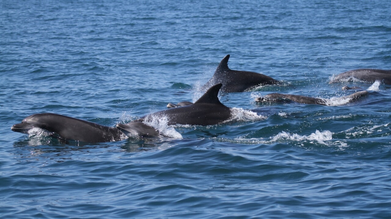 IN SICILIA IL PRIMO CORSO DI FORMAZIONE SULLA GESTIONE DEI CETACEI VIVI SPIAGGIATI
