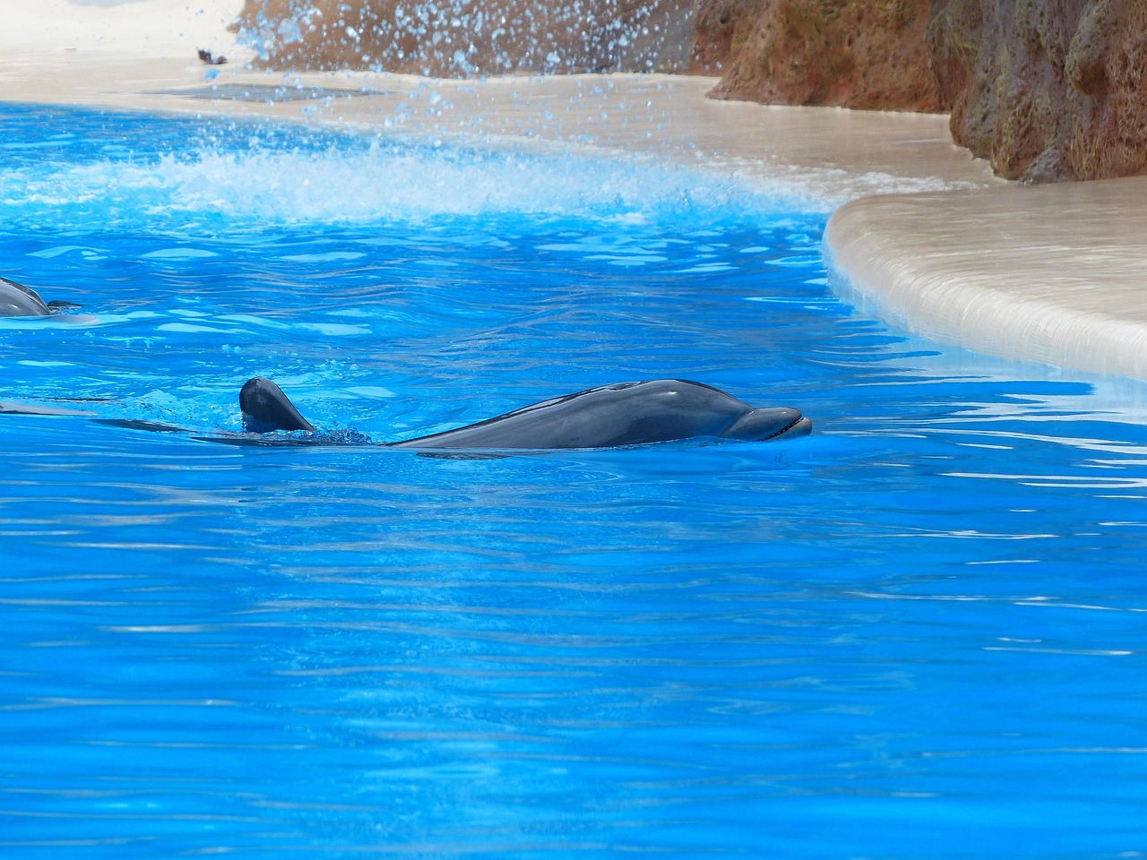 LA GESTIONE DEGLI SPIAGGIAMENTI DI CETACEI VIVI