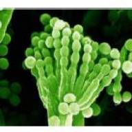 AGGIORNAMENTO NEI CONTROLLI UFFICIALI NELL'AMBITO DELLE MICOTOSSINE E TOSSINE VEGETALI NATURALI NELLA FILIERA AGRO-ALIMENTARE