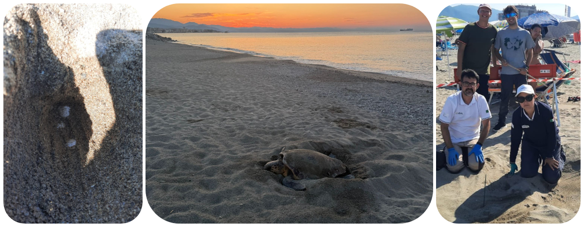 A ZINOLA UN ALTRO NIDO DI CARETTA CARETTA, IL QUARTO IN LIGURIA NEL 2025